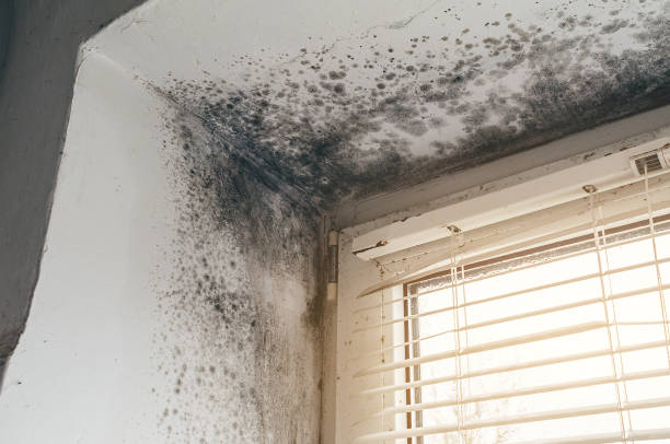 Affordable Mold Inspection And Testing solutions in Olney, TX